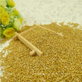 Millet de maïs à balai jaune (millet jaune)